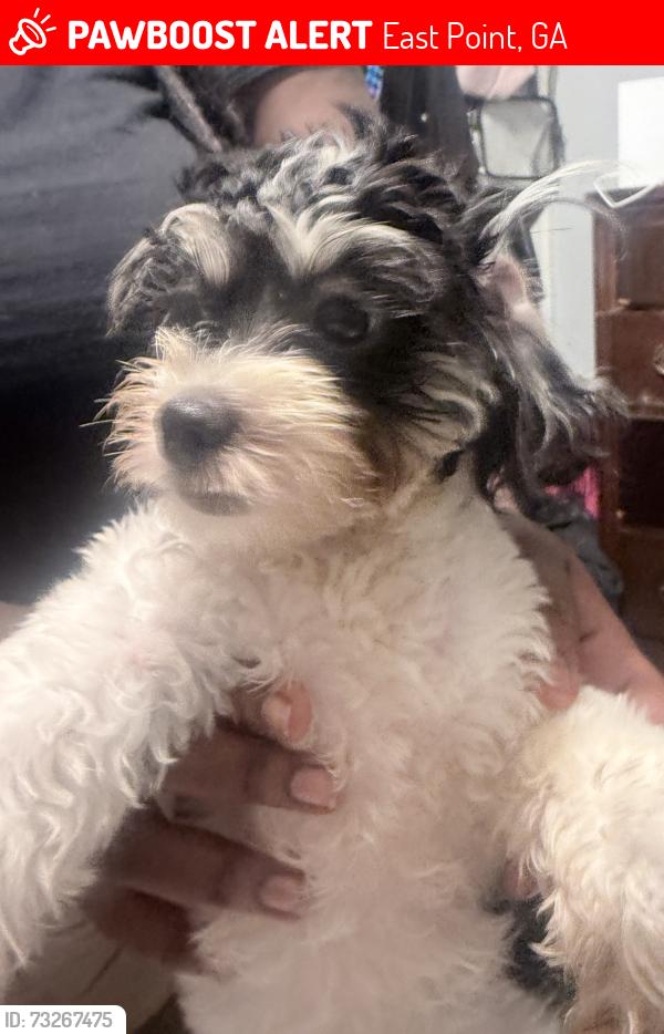 Lost Female Dog last seen Cleveland Ave, East Point, GA 30344