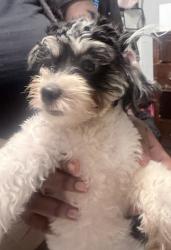 Lost Female Dog last seen Cleveland Ave, East Point, GA 30344