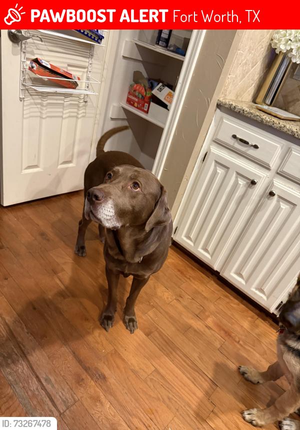 Lost Male Dog last seen Park Glen elementary, Fort Worth, TX 76137