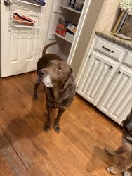 Lost Male Dog last seen Park Glen elementary, Fort Worth, TX 76137