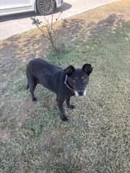 Found/Stray Male Dog last seen Park, Fontana, CA 92336