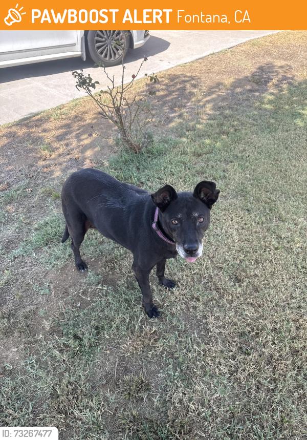 Found/Stray Male Dog last seen Park, Fontana, CA 92336