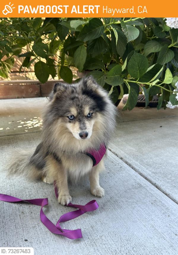 Found/Stray Male Dog last seen Bayview, Hayward, CA 94541
