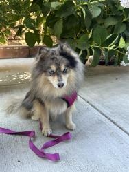 Found/Stray Male Dog last seen Bayview, Hayward, CA 94541