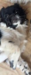 Lost Male Dog last seen Near palmera circle Edinburg texas, Edinburg, TX 78542