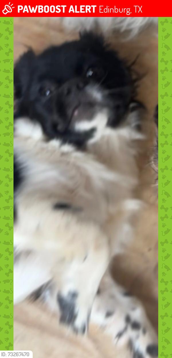 Lost Male Dog last seen Near palmera circle Edinburg texas, Edinburg, TX 78542