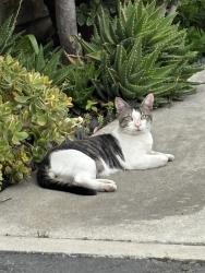 Found/Stray Unknown Cat last seen Bloomfield and Denni, Cypress, CA 90630
