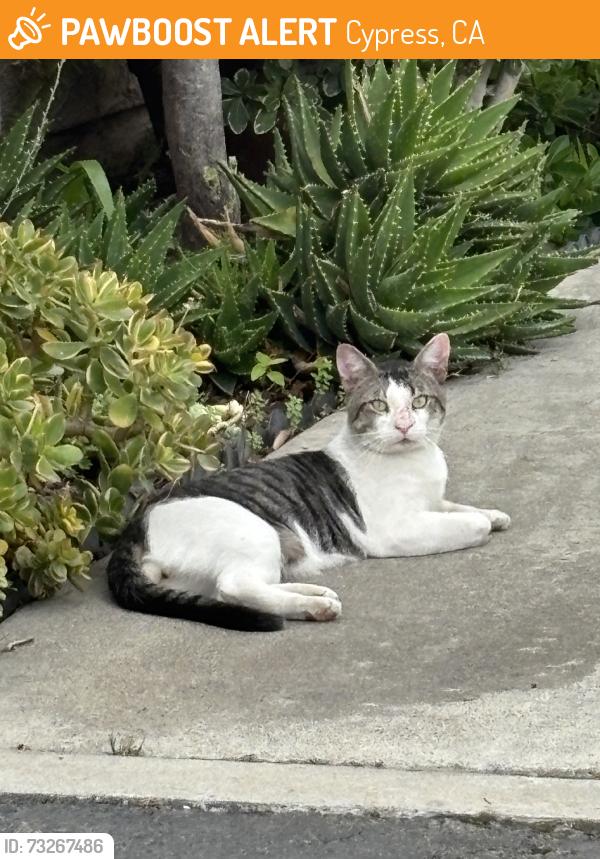 Found/Stray Unknown Cat last seen Bloomfield and Denni, Cypress, CA 90630