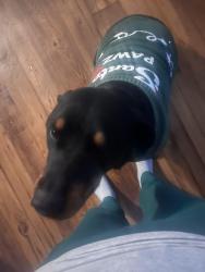 Lost Female Dog last seen Stone creek ranch, Fort Worth, TX 76179