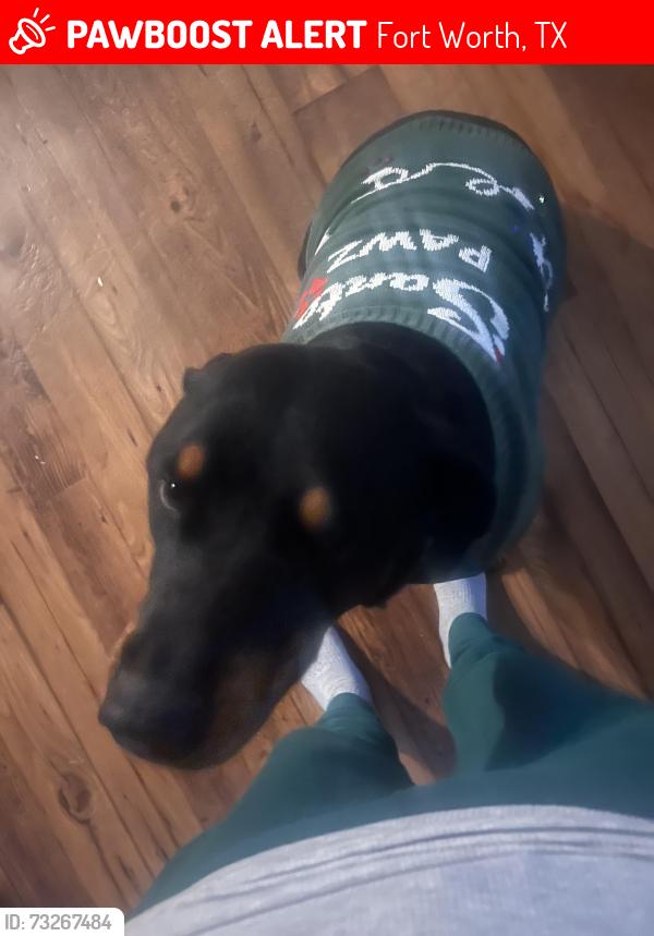 Lost Female Dog last seen Stone creek ranch, Fort Worth, TX 76179