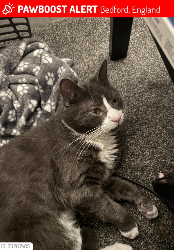 Lost Male Cat last seen elstow road, Bedford, England 