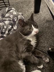 Lost Male Cat last seen elstow road, Bedford, England 