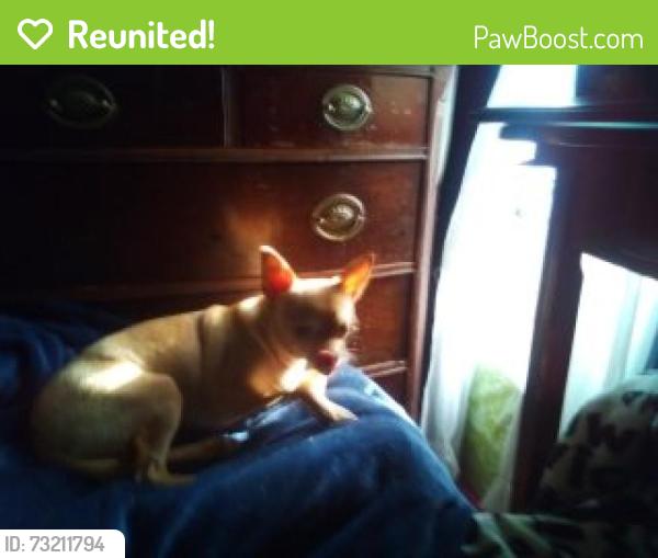 Reunited Female Dog last seen east 35 Jsreet, Tacoma, WA 98404