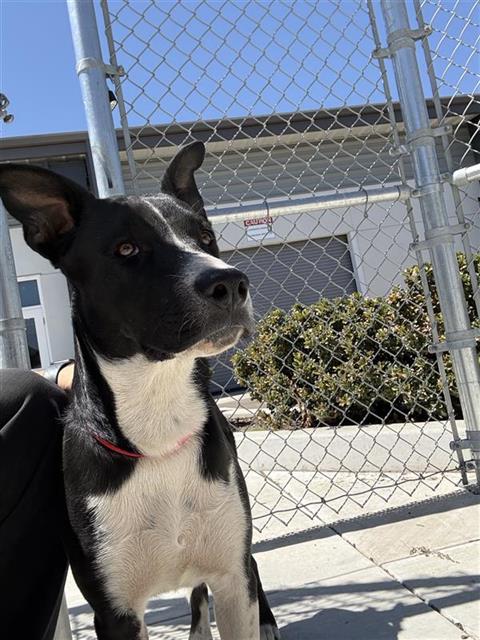 Shelter Stray Male Dog last seen Near BLOCK N BLACKSTONE AVE, FRESNO CA 93726 1900, 5277 E Airways Blvd, Fresno, CA 93727, USA