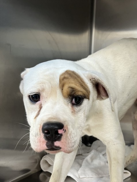 Shelter Stray Male Dog last seen , 957 N Gaffey St, San Pedro, CA 90731, USA