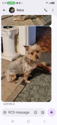 Lost Male Dog last seen Behind Alton Memorial hosp, Alton, IL 62002