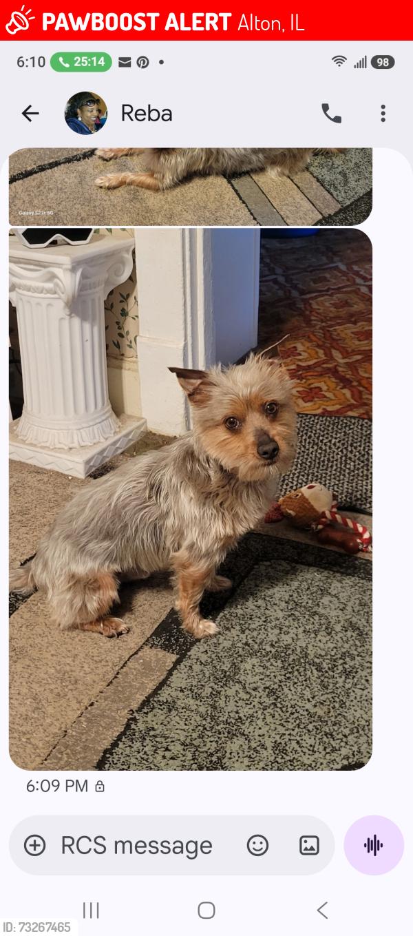 Lost Male Dog last seen Behind Alton Memorial hosp, Alton, IL 62002