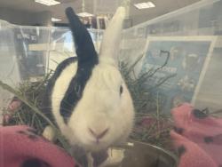 Shelter Stray Male Other last seen , 957 N Gaffey St, San Pedro, CA 90731, USA