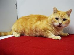 Shelter Stray Male Cat last seen TALLYHO DR/VOSBURG ST, 95826, 3839 Bradshaw Rd, Sacramento, CA 95827, USA