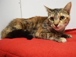 Shelter Stray Female Cat last seen WATT AVE/WHITNEY AVE,95821, 3839 Bradshaw Rd, Sacramento, CA 95827, USA