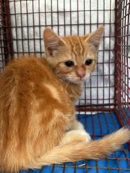 Shelter Stray Unknown Cat last seen FLORINDA WAY/68 AVE, 95828, 3839 Bradshaw Rd, Sacramento, CA 95827, USA