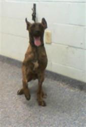 Shelter Stray Male Dog last seen CHARLOTTE, 8315 Byrum Dr, Charlotte, NC 28217, USA