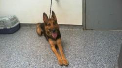 Shelter Stray Female Dog last seen CHARLOTTE, 8315 Byrum Dr, Charlotte, NC 28217, USA