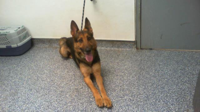Shelter Stray Female Dog last seen CHARLOTTE, 8315 Byrum Dr, Charlotte, NC 28217, USA