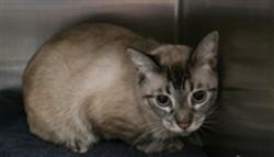 Shelter Stray Male Cat last seen , 11361 W Pico Blvd, Los Angeles, CA 90064, USA