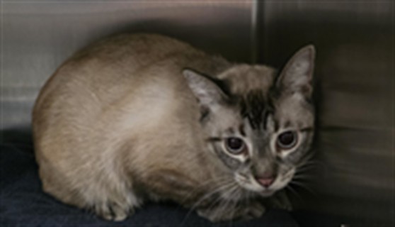 Shelter Stray Male Cat last seen , 11361 W Pico Blvd, Los Angeles, CA 90064, USA