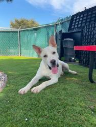 Shelter Stray Male Dog last seen CANYON CREST X CHERRY, 333 Chandler Pl, San Bernardino, CA 92408, USA