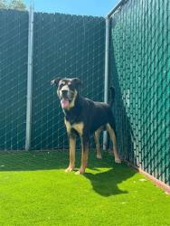 Shelter Stray Male Dog last seen N L ST & W 10TH ST, SAN BERNARDINO, CA, 92411, USA, 333 Chandler Pl, San Bernardino, CA 92408, USA