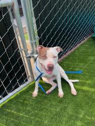 Shelter Stray Female Dog last seen Near BLOCK INLAND CENTER DR, 333 Chandler Pl, San Bernardino, CA 92408, USA