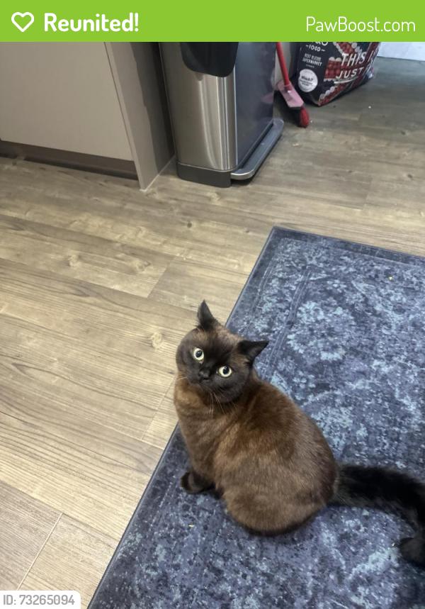 Reunited Male Cat last seen Sainsbury’s, Northfleet, England DA11 8GE