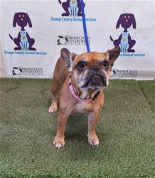 Shelter Stray Female Dog last seen , 2769 Conroy Rd, Orlando, FL 32839, USA