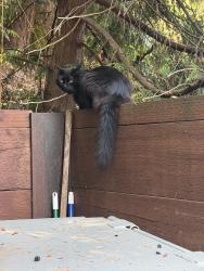 Found/Stray Unknown Cat last seen Near Edmonds way, Edmonds, WA 98020