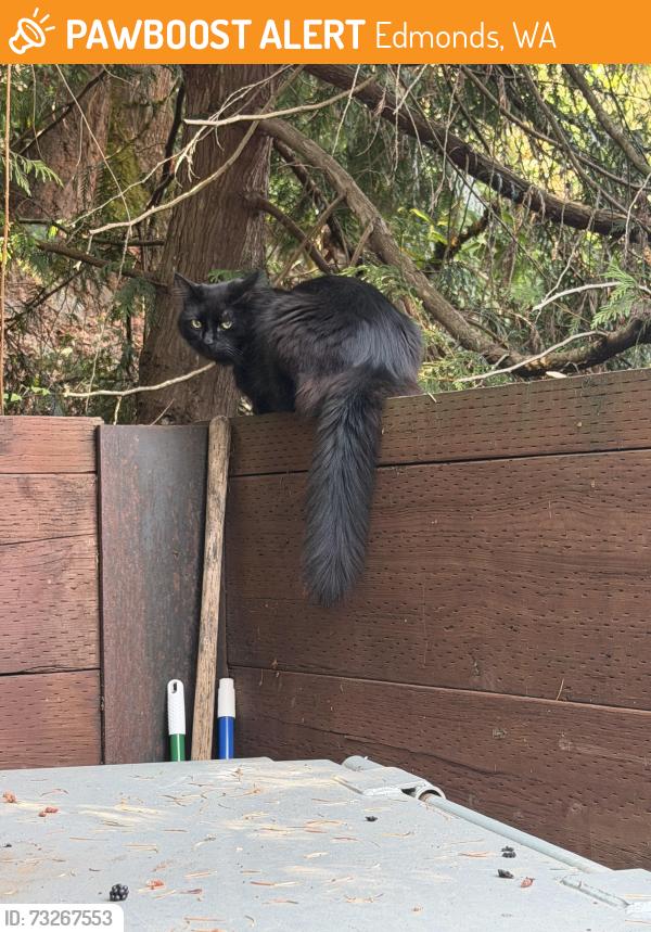 Found/Stray Unknown Cat last seen Near Edmonds way, Edmonds, WA 98020