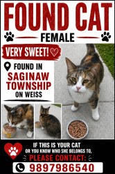 Found/Stray Female Cat last seen Midland rd wienke, Saginaw, MI 48603
