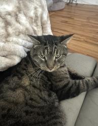 Lost Male Cat last seen Near old woods road brookfield ct, Brookfield, CT 06804