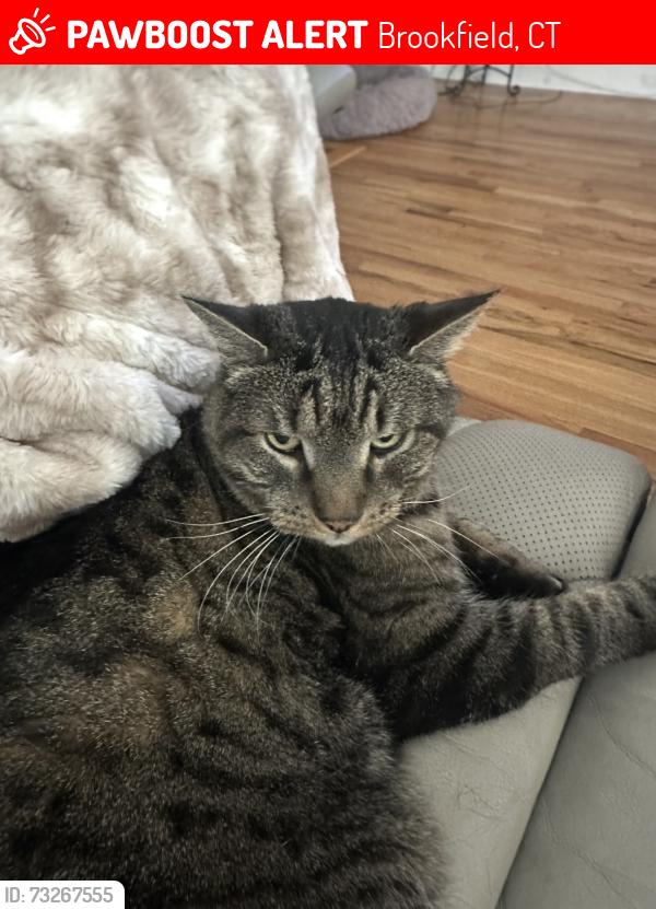 Lost Male Cat last seen Near old woods road brookfield ct, Brookfield, CT 06804