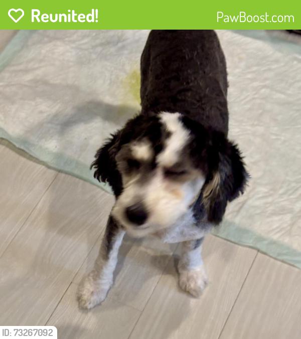 Reunited Male Dog last seen Valley rd and Taylor st, Clifton, NJ 07013