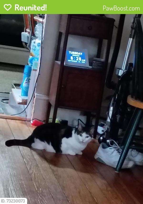 Reunited Female Cat last seen Alden Rd, Nanticoke, PA 18634