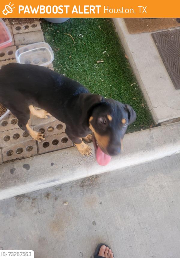 Found/Stray Male Dog last seen Houston texas, Houston, TX 77083