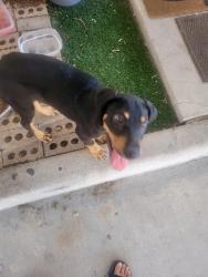 Found/Stray Male Dog last seen Houston texas, Houston, TX 77083