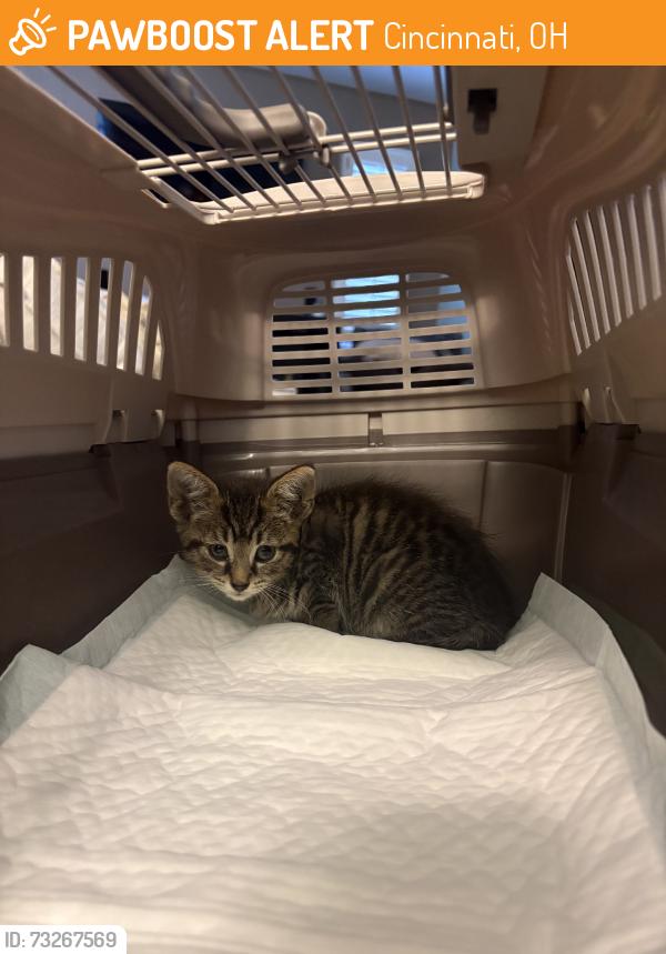 Found/Stray Male Cat last seen Coral Park & Daytona, Cincinnati, OH 45211