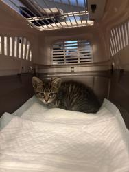 Found/Stray Male Cat last seen Coral Park & Daytona, Cincinnati, OH 45211