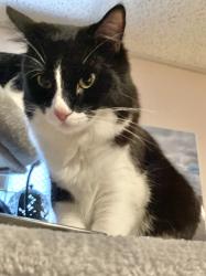 Reunited Male Cat last seen 44th Street & St. Louis in Brighton Park, Chicago, IL 60632