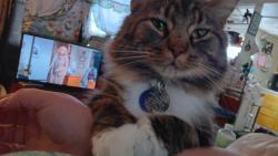 Lost Male Cat last seen Bay Run Drive, Columbus, OH 43228