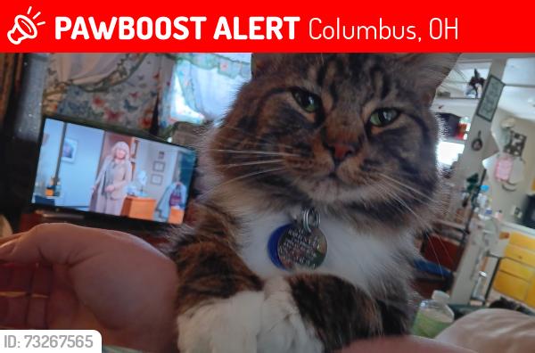 Lost Male Cat last seen Bay Run Drive, Columbus, OH 43228