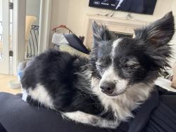 Found/Stray Female Dog last seen Starbucks, Newport Beach, CA 92663